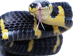 Forked tongued snake photo